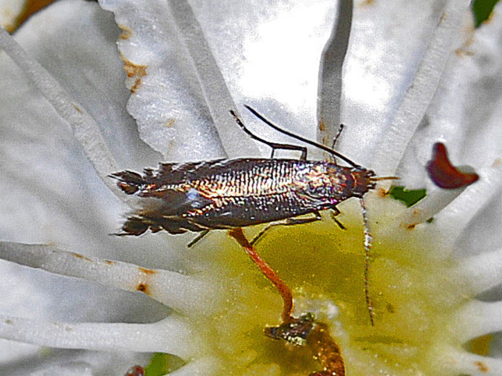 Glyphipterigidae: Glyphipterix simpliciella